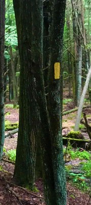 Baker Trail blaze baker-blaze.jpg