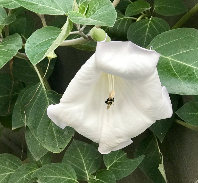 garden event 2.jpg garden event 2.jpg