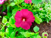 Garden in the Park,   Saturday,  August 18 Garden in the Park,   Saturday,  August 18