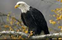 Please Respect the Privacy of the Eagles Please Respect the Privacy of the Eagles