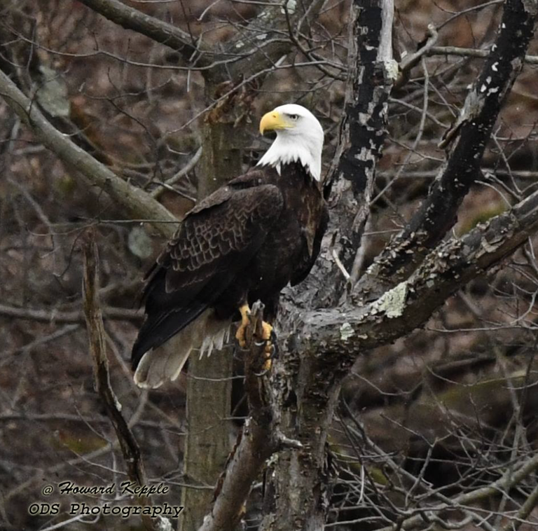 Screen Shot 2019-04-05 at 5.18.40 AM.png Screen Shot 2019-04-05 at 5.18.40 AM.png